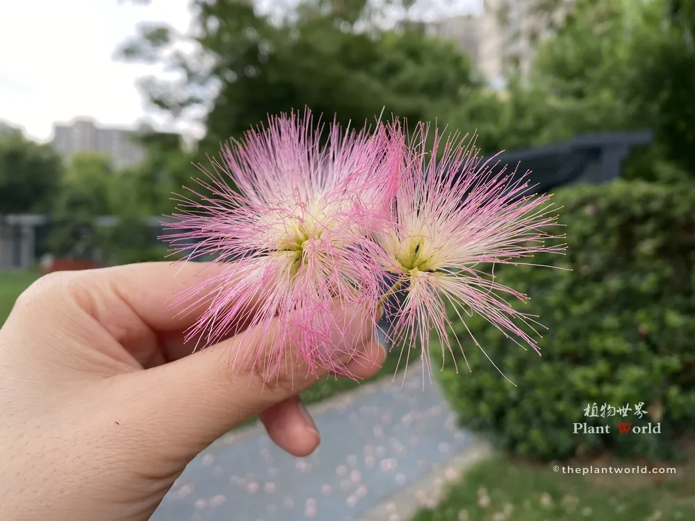 Close-up of a hand holding fluffy pink and white brush-like flowers of Albizia julibrissin (Persian Silk Tree).
