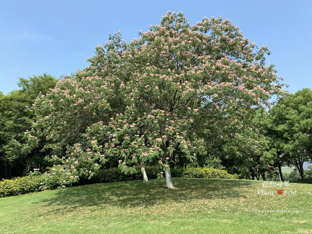 Mature Albizia julibrissin, Persian Silk Tree (Hehuan tree) covered with soft pink fluffy summer flowers growing on green lawn in public park under clear blue sky