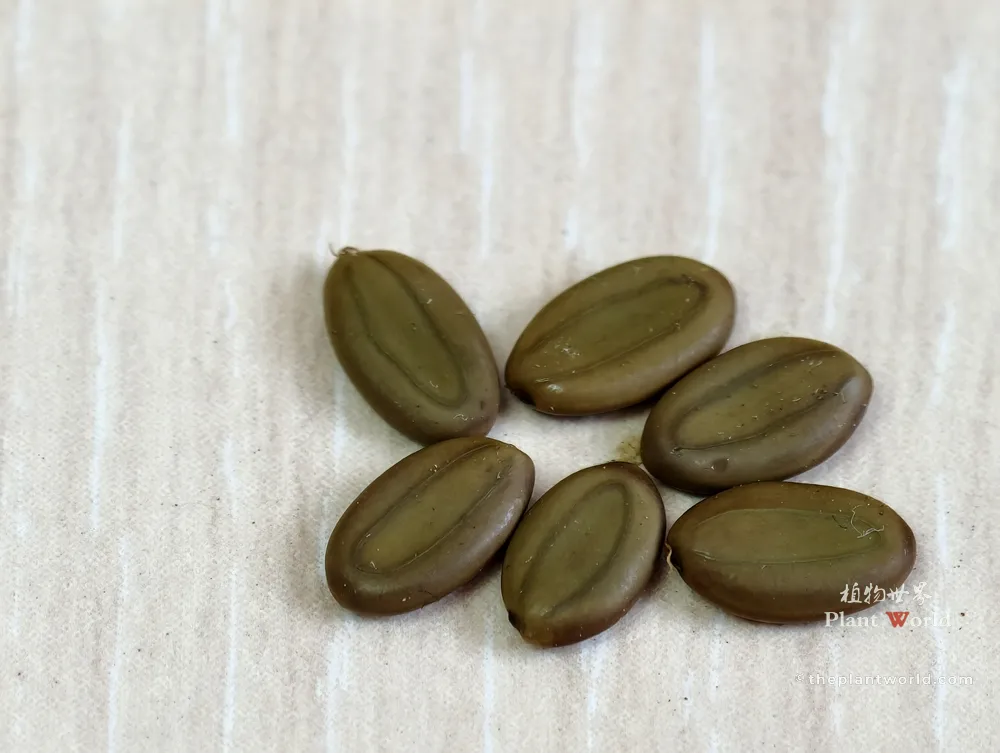 Close-up of glossy brownish olive seeds of Albizia julibrissin (Persian Silk Tree or Mimosa Tree).