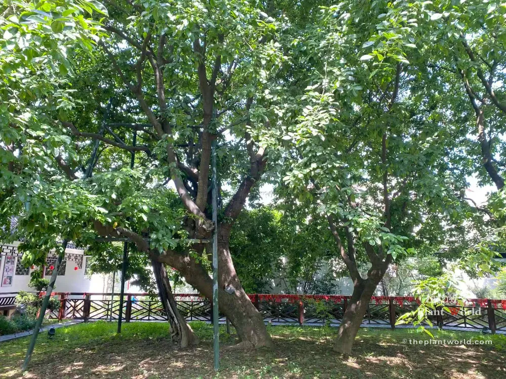 1500‑year‑old ancient Chinese Red Bean Tree (*Ormosia hosiei*) at Hongdou Courtyard, Gushan Town, Jiangyin, Jiangsu; multi‑trunk ancient specimen with lush summer foliage, support bracing and visitor prayer ribbons