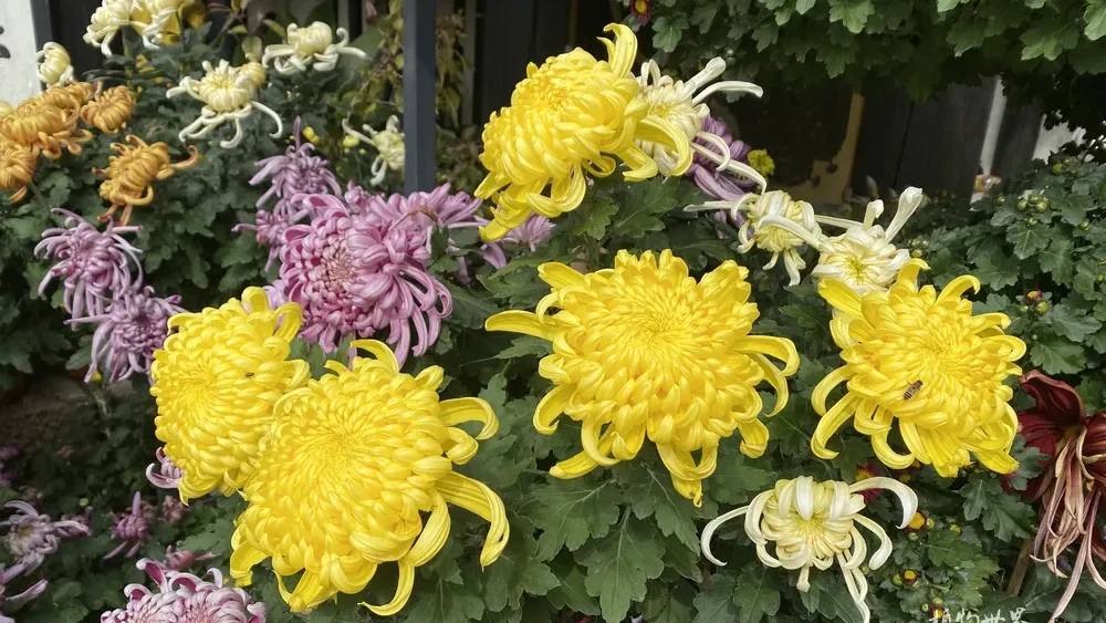 A rich display of autumn chrysanthemums featuring large yellow spider-like blooms alongside pink, purple, and white cultivars at a festival.