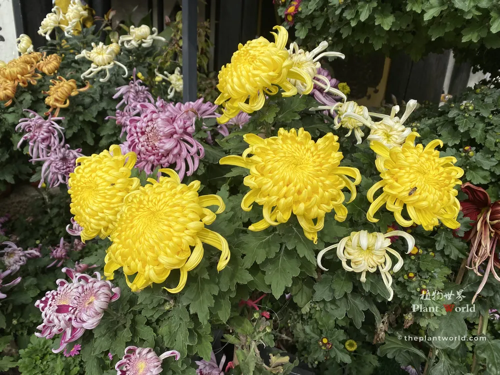 A rich display of autumn chrysanthemums featuring large yellow spider-like blooms alongside pink, purple, and white cultivars at a festival.