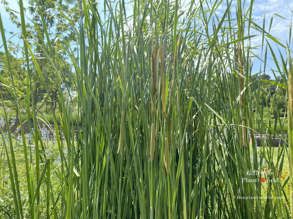 Dense stand of flourishing green cattails (Typha) in full bloom under sunlight in a wetland garden, showing slender leaves and flowering spikes.