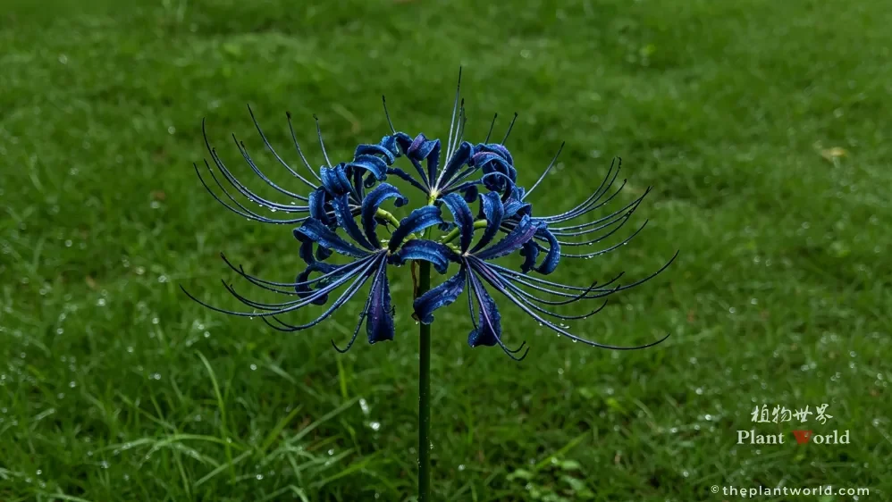 A photorealistic AI-generated image of a single deep blue spider lily (Lycoris) with wet, curled petals and long stamens, standing in a green grassy field.
