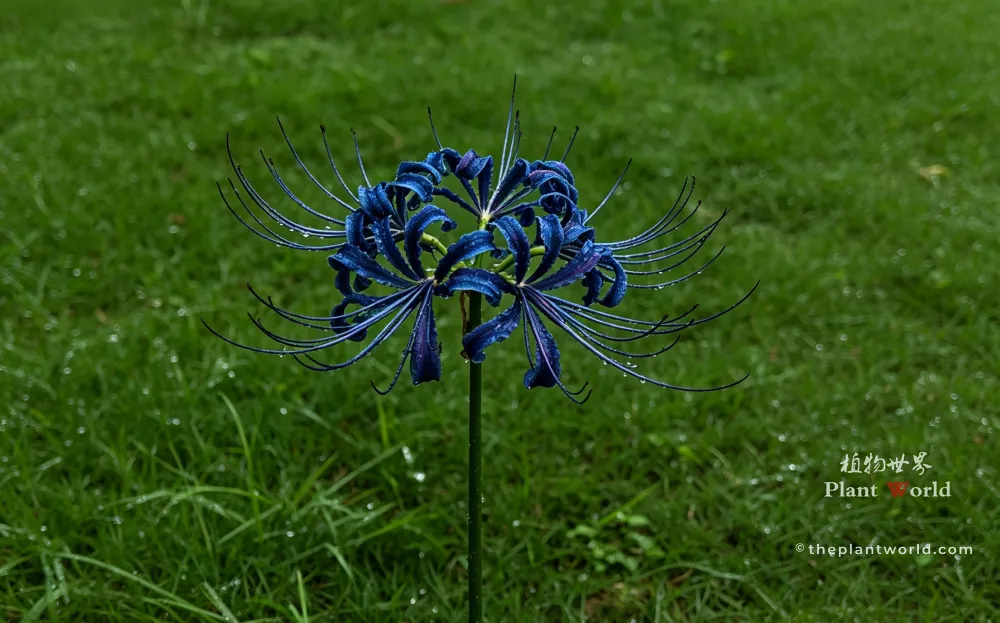 A photorealistic AI-generated image of a single deep blue spider lily (Lycoris) with wet, curled petals and long stamens, standing in a green grassy field.