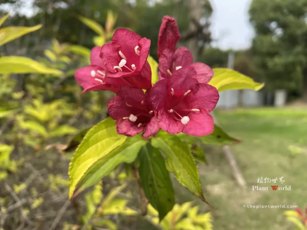 Close-up of bright yellow leaves surrounding saturated red Weigela blossoms