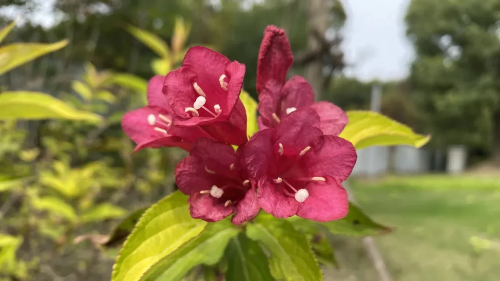 Close-up of bright yellow leaves surrounding saturated red Weigela blossoms