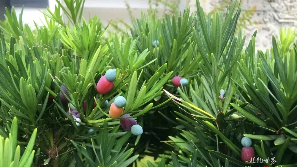Close-up of a Buddhist Pine (Podocarpus macrophyllus) with green needle-like leaves and colorful ripe seed cones, featuring blue seeds atop reddish-purple fleshy receptacles.