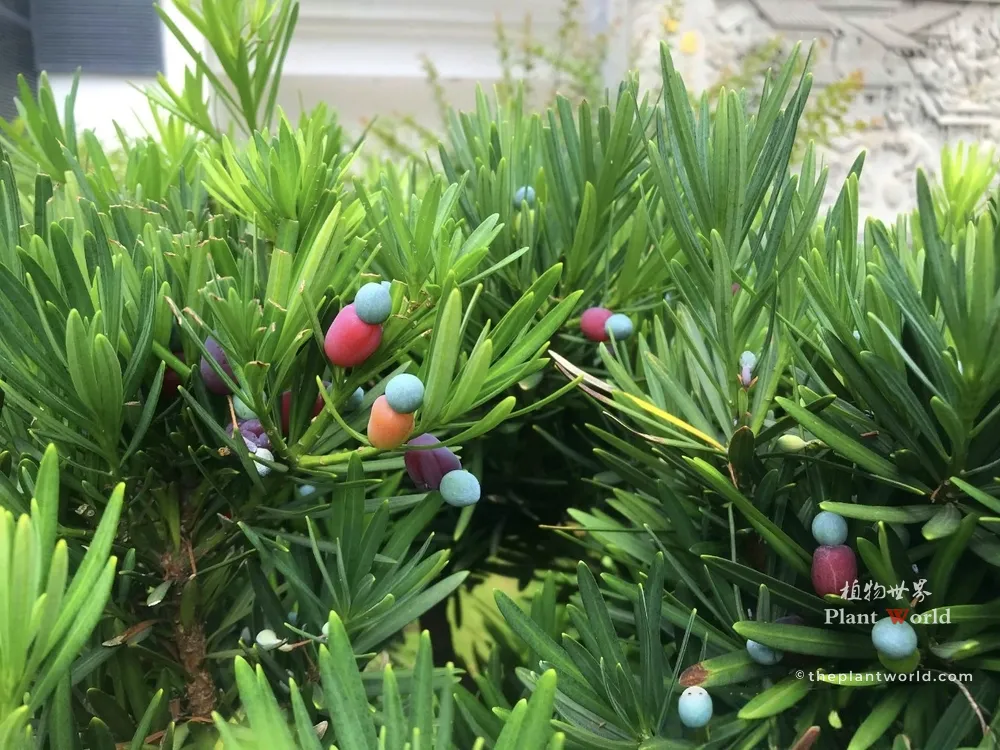 Close-up of a Buddhist Pine (Podocarpus macrophyllus) with green needle-like leaves and colorful ripe seed cones, featuring blue seeds atop reddish-purple fleshy receptacles.