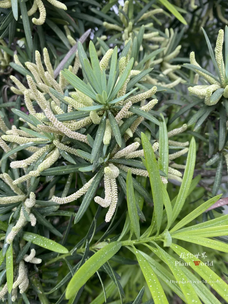 Close-up of a male Buddhist Pine (Podocarpus macrophyllus) with numerous catkin-like pollen cones among needle-like leaves.