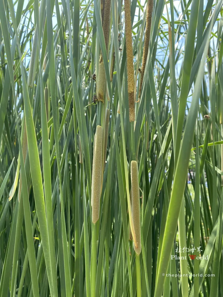 Green and yellow flowering spikes of cattail (Typha) with male pollen flowers on top and female flowers below, with honeybees collecting pollen.