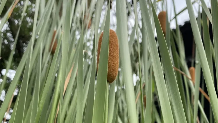 Close-up view of mature brown sausage-like female spikes of cattail (Typha) surrounded by tall green linear leaves.