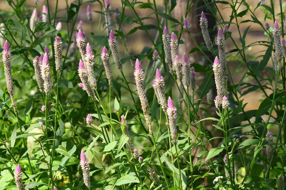 Group of wild Celosia argentea (Silver Cockscomb) in bright sunlight, showcasing numerous upright pink-tipped brush-shaped flower spikes amid green foliage.
