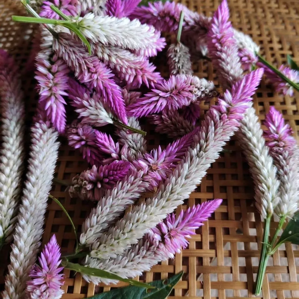 Harvested flower spikes of wild Celosia argentea, Silver Cockscomb, laid on woven bamboo tray. Pink and silvery tapered blooms characteristic of this native Chinese annual herb.