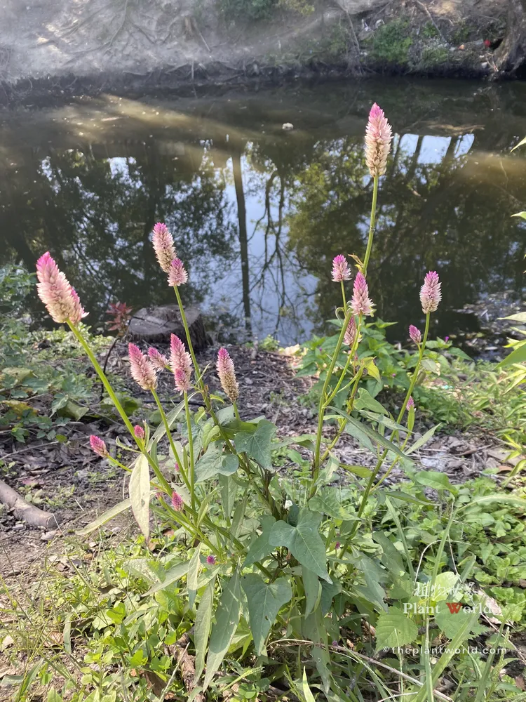 Wild Celosia argentea (Silver Cockscomb) growing naturally along a riverside in Wuxi, eastern China. Slender pink-tipped flower spikes rise above green foliage.
