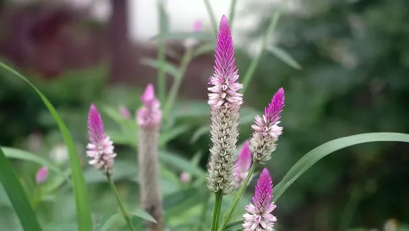 Wild Celosia argentea (Wheat Cockscomb / Silver Cockscomb) growing outdoors, featuring upright tapering flower spikes with vibrant magenta tips fading to silvery white.
