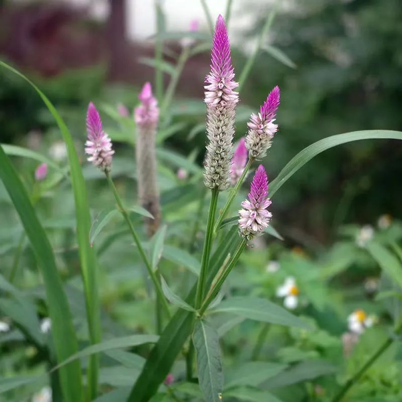 Wild Celosia argentea (Wheat Cockscomb / Silver Cockscomb) growing outdoors, featuring upright tapering flower spikes with vibrant magenta tips fading to silvery white.