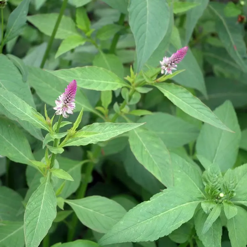 Close-up of wild Celosia argentea (Silver Cockscomb), showing lance-shaped green leaves and characteristic pink-tipped tapered flower spikes.