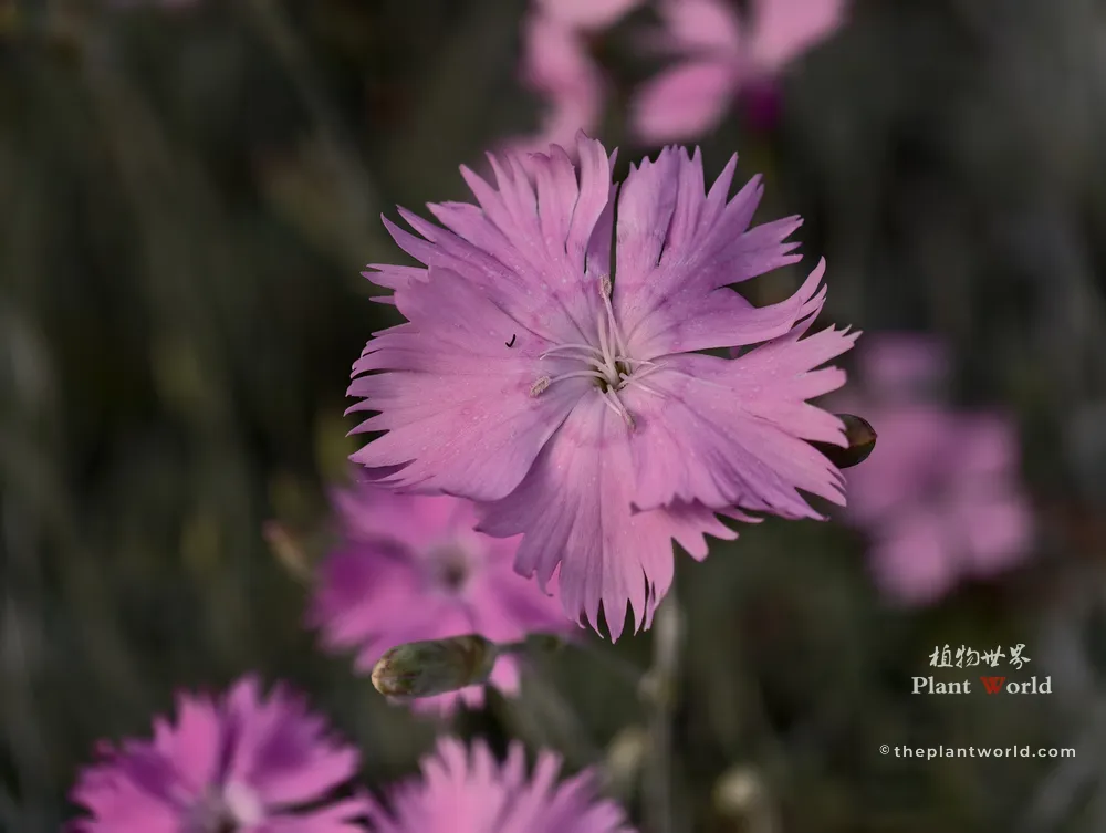 Vibrant pink China Pink flower (Dianthus chinensis) with serrated petals in full bloom