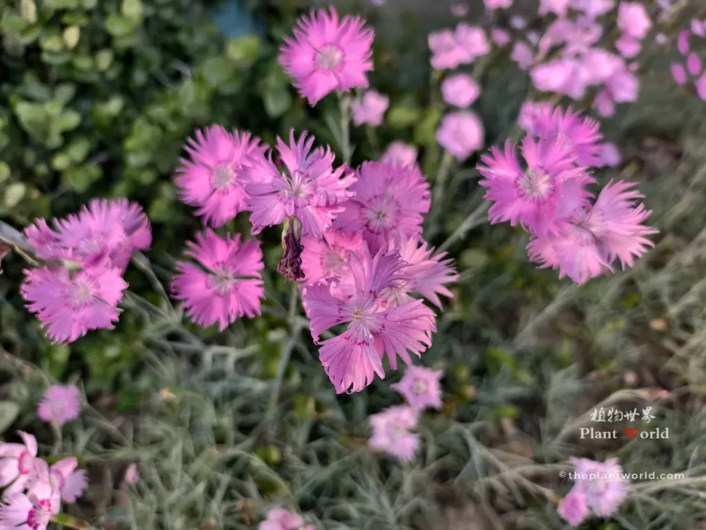 Vibrant pink China pink flowers (Dianthus chinensis) with fringed petals and green foliage