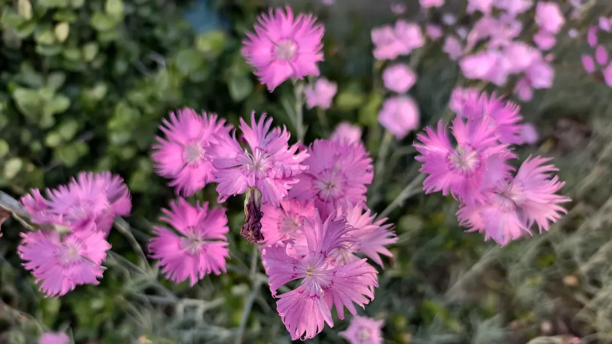 Vibrant pink China pink flowers (Dianthus chinensis) with fringed petals and green foliage