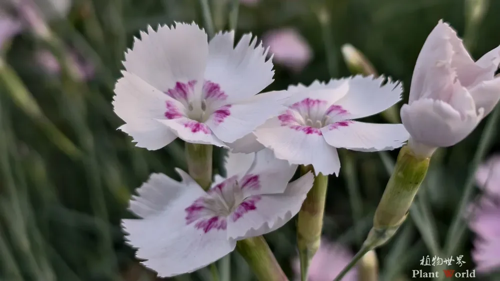 Pale pink Dianthus chinensis flower with fringed petals and purple center