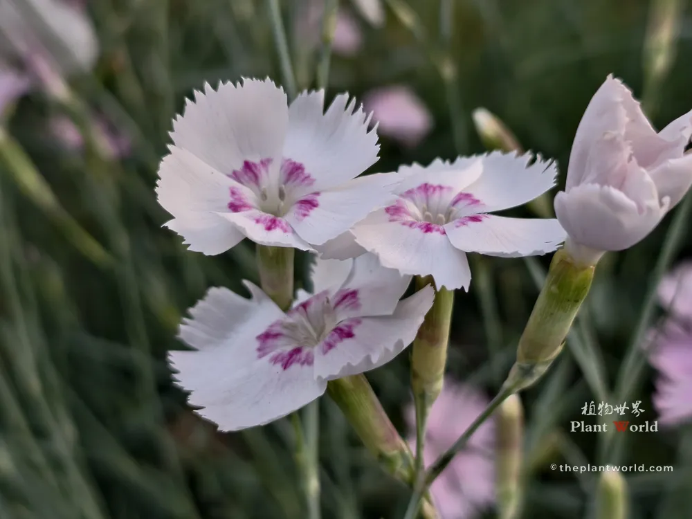 Pale pink Dianthus chinensis flower with fringed petals and purple center
