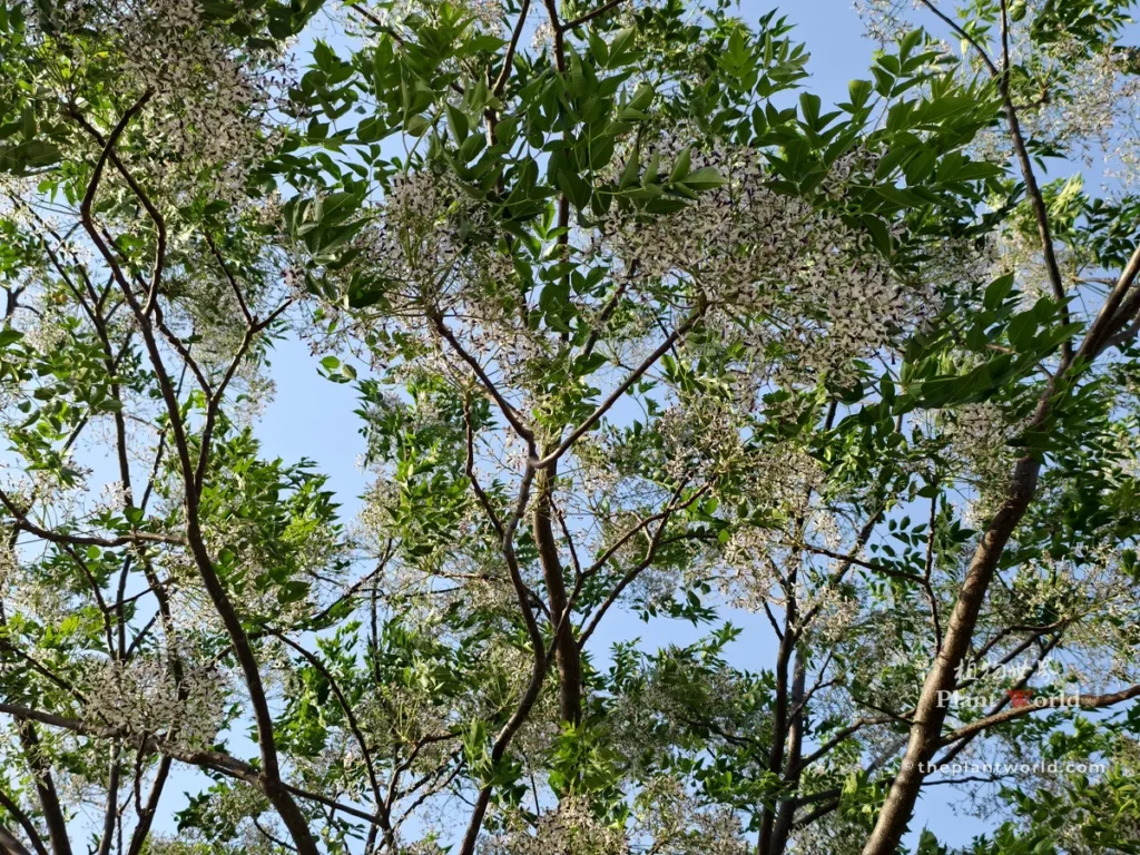 Chinaberry tree fresh green leaves and purple flower clusters, Melia azedarach spring foliage and bloom