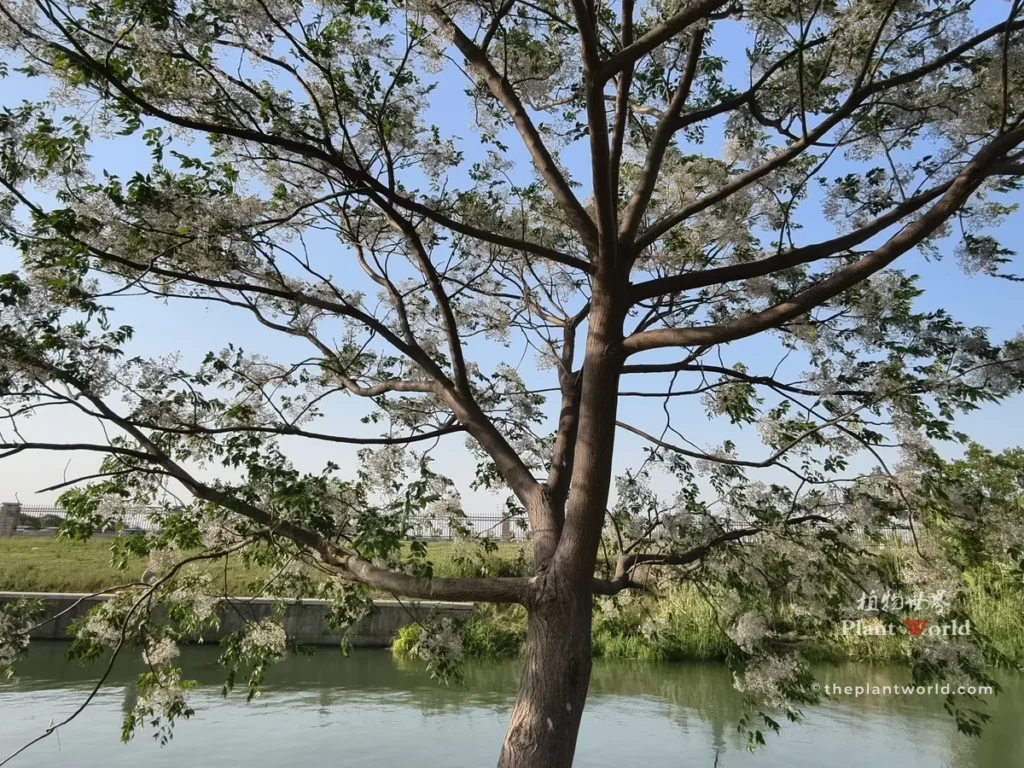 Mature chinaberry tree landscape growing beside water under blue sky, Melia azedarach garden tree