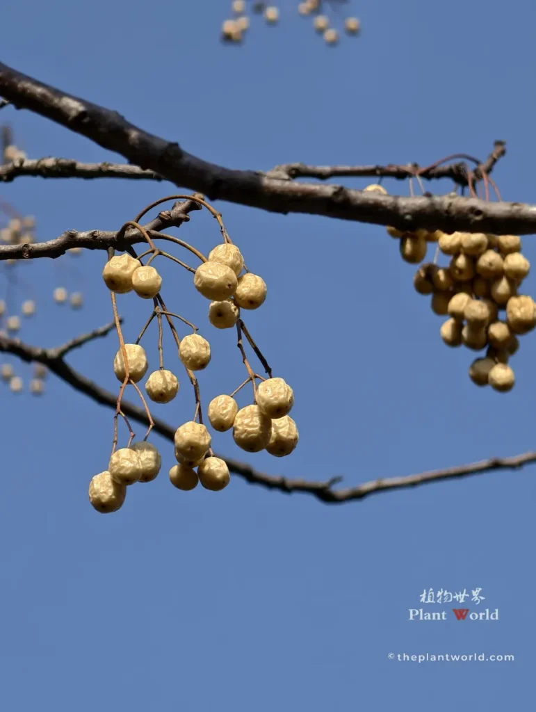 Golden round chinaberry fruits hanging on bare branches against clear blue sky, Melia azedarach winter feature