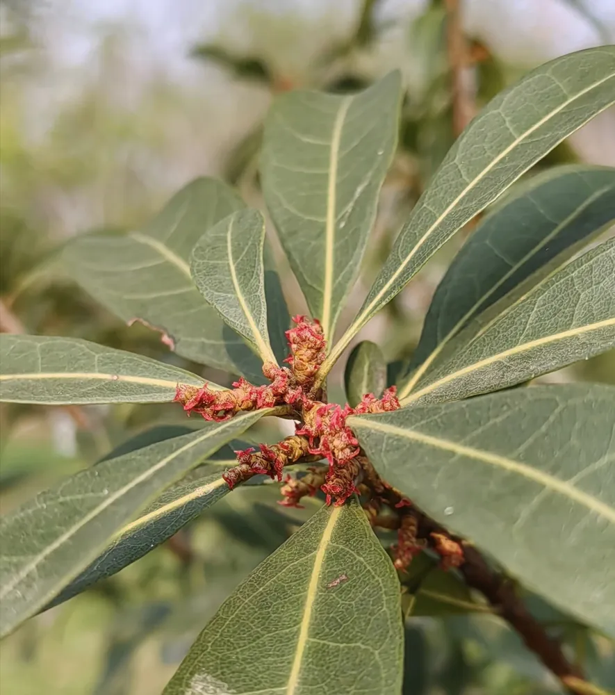 A close-up photograph of small, clusters of dark red female catkins of a Chinese bayberry tree nestled among green leaves on a branch.