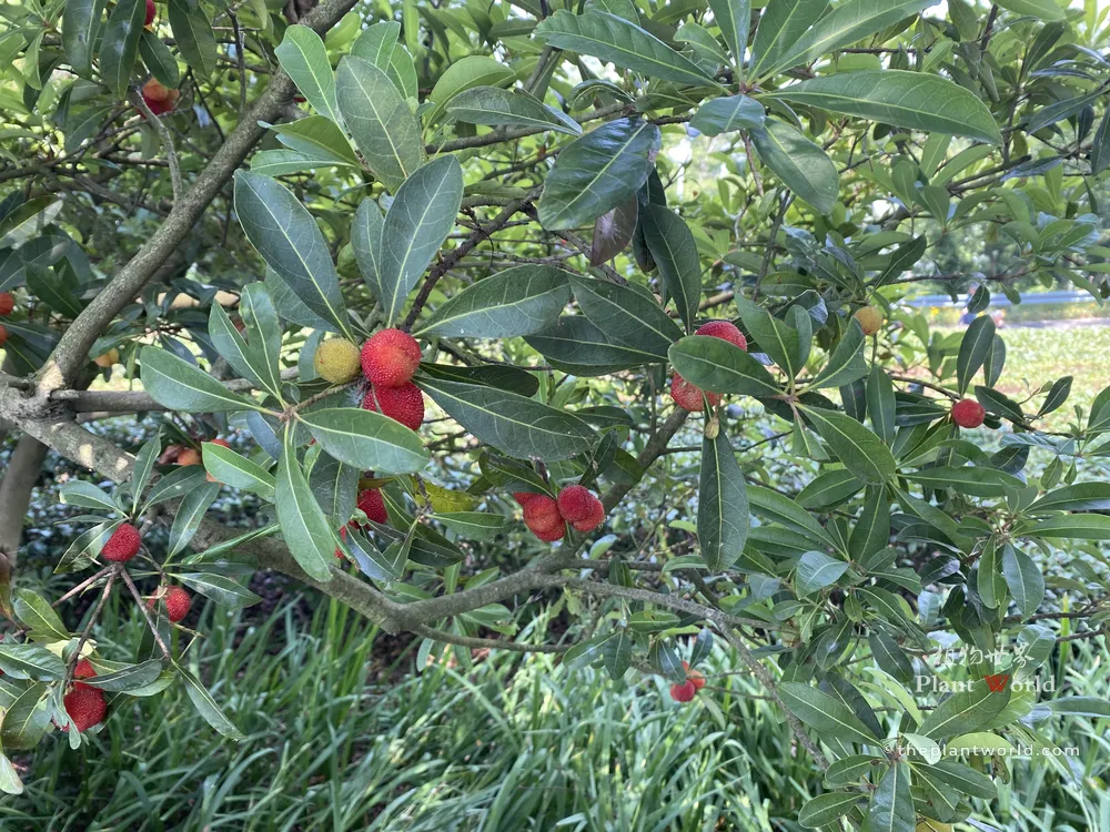 A Chinese bayberry branch showing smooth grey bark, leather-like leaves, and fruits in various ripening stages from green-yellow to dark red.