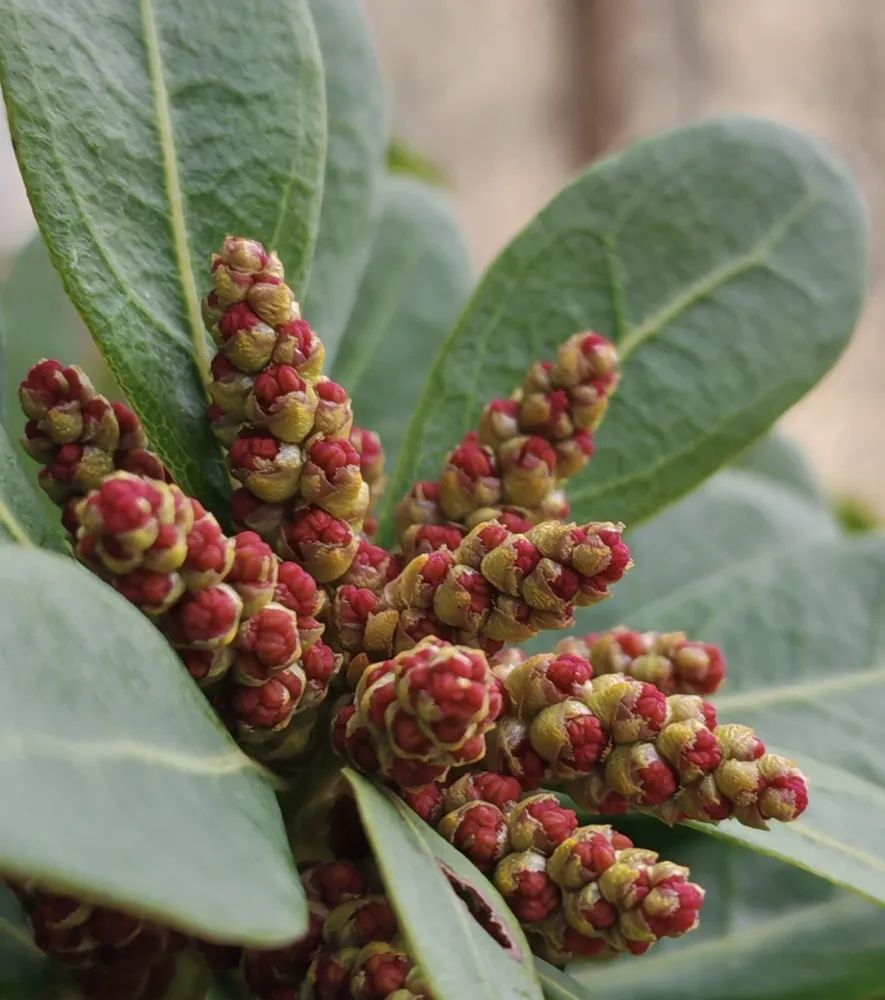 A close-up photograph of bright red and yellow male catkins (staminate flowers) of a Chinese bayberry tree surrounded by green leaves.