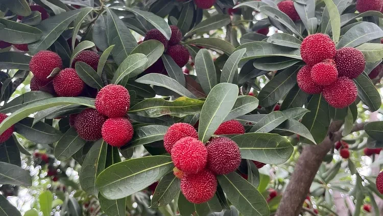 A vertical full view of a Chinese bayberry tree laden with heavy clusters of ripe red and dark-purple berries among dense green leaves.