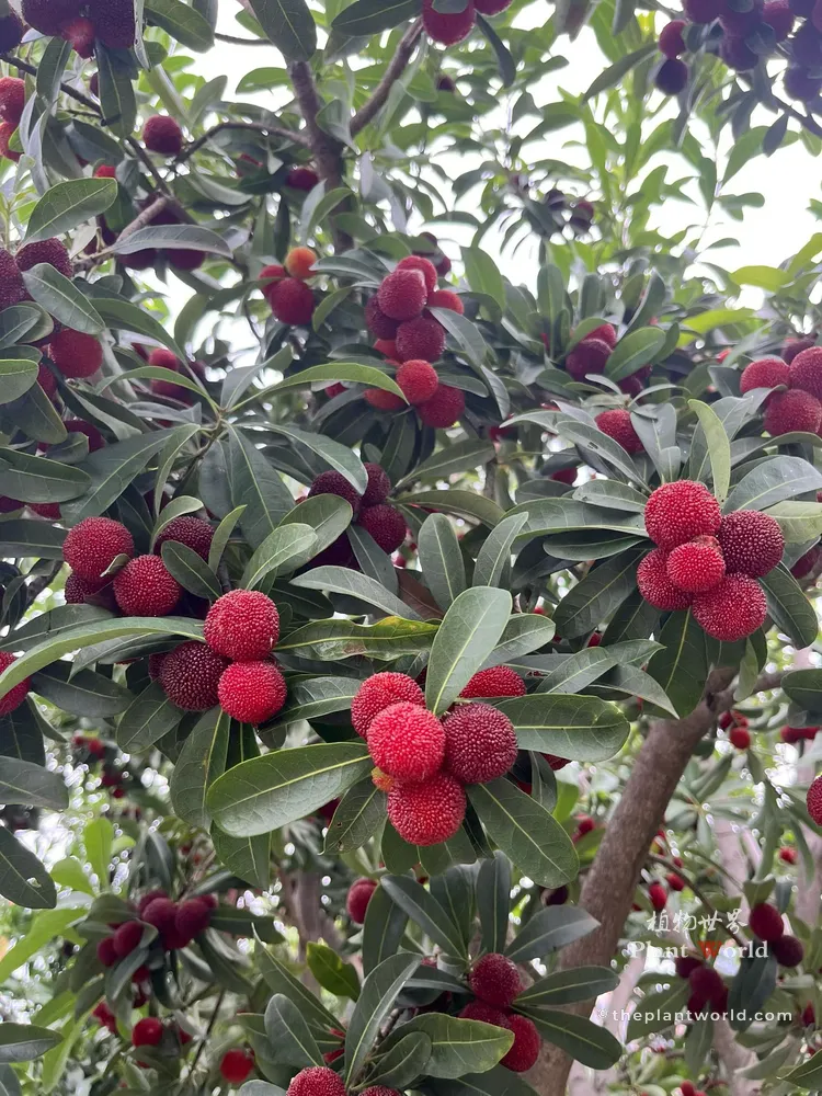 A vertical full view of a Chinese bayberry tree laden with heavy clusters of ripe red and dark-purple berries among dense green leaves.