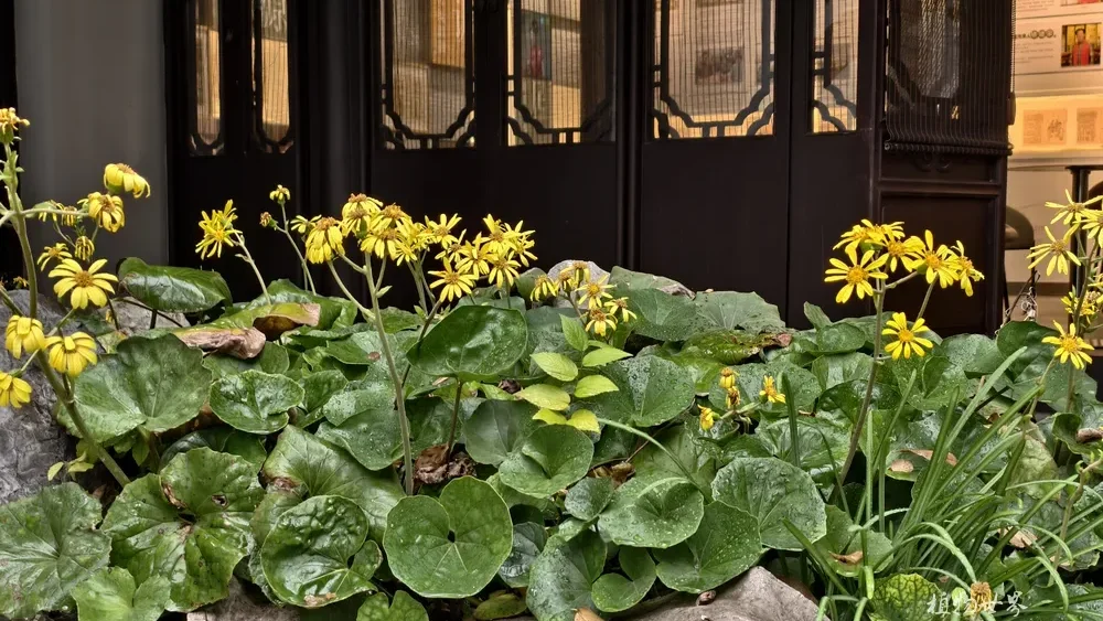 Chinese Leopard Plant with bright yellow flowers blooming beside garden rocks.