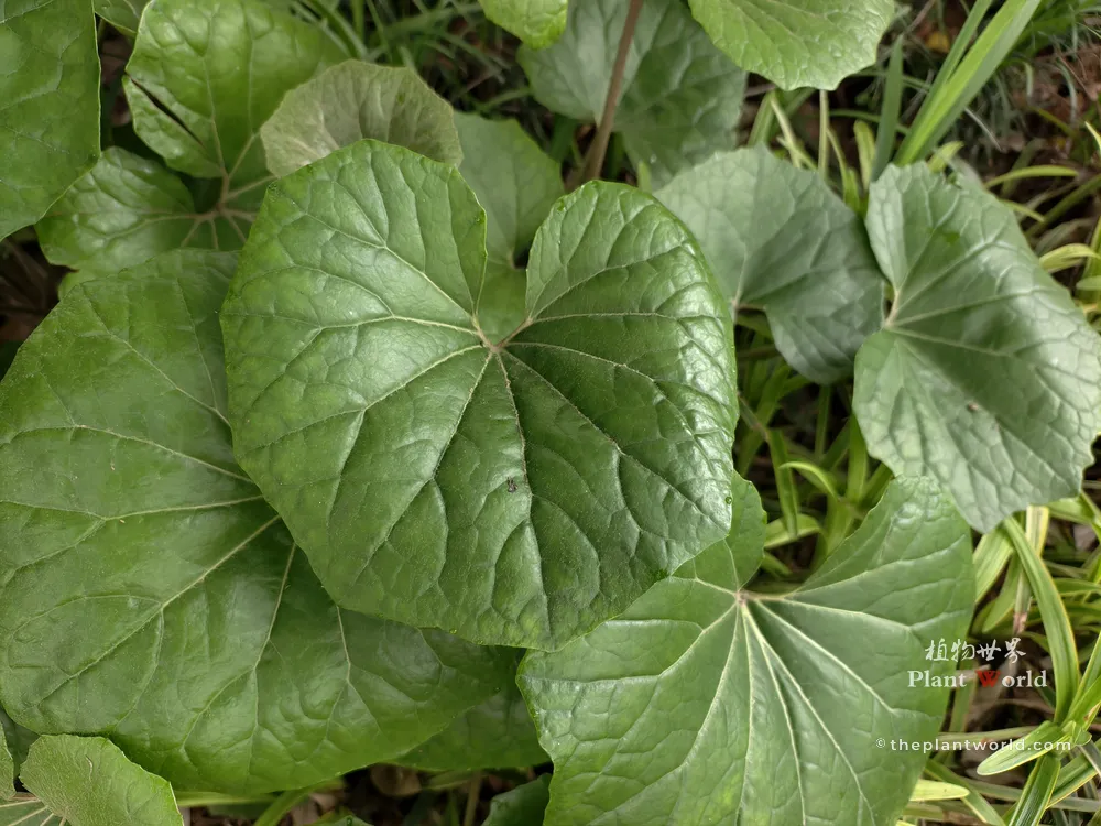 Glossy round lotus-like evergreen leaves of Chinese Leopard Plant.