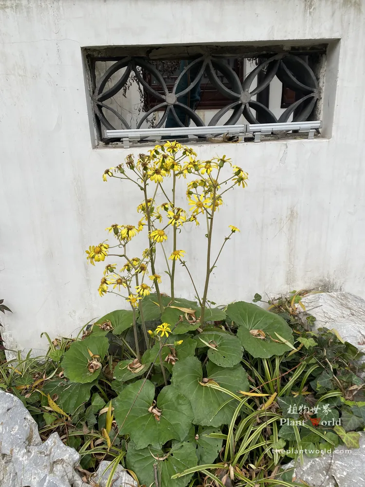 Tall flower stems of Chinese Leopard Plant blooming in front of a traditional white garden wall.