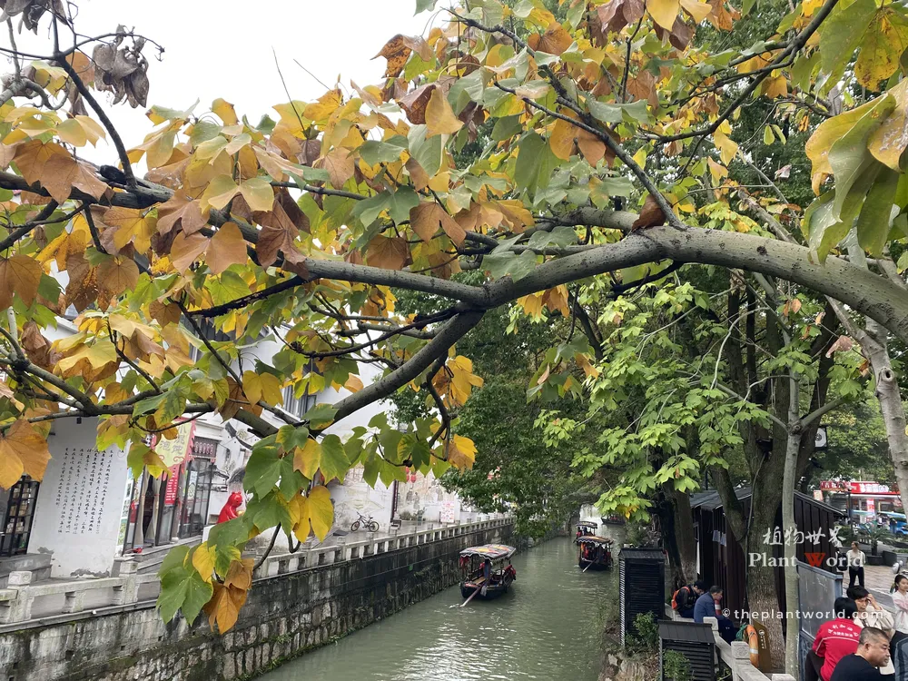 Golden and green autumn leaves of a Chinese Parasol Tree overhanging a traditional water canal with wooden boats in Jiangsu, China.