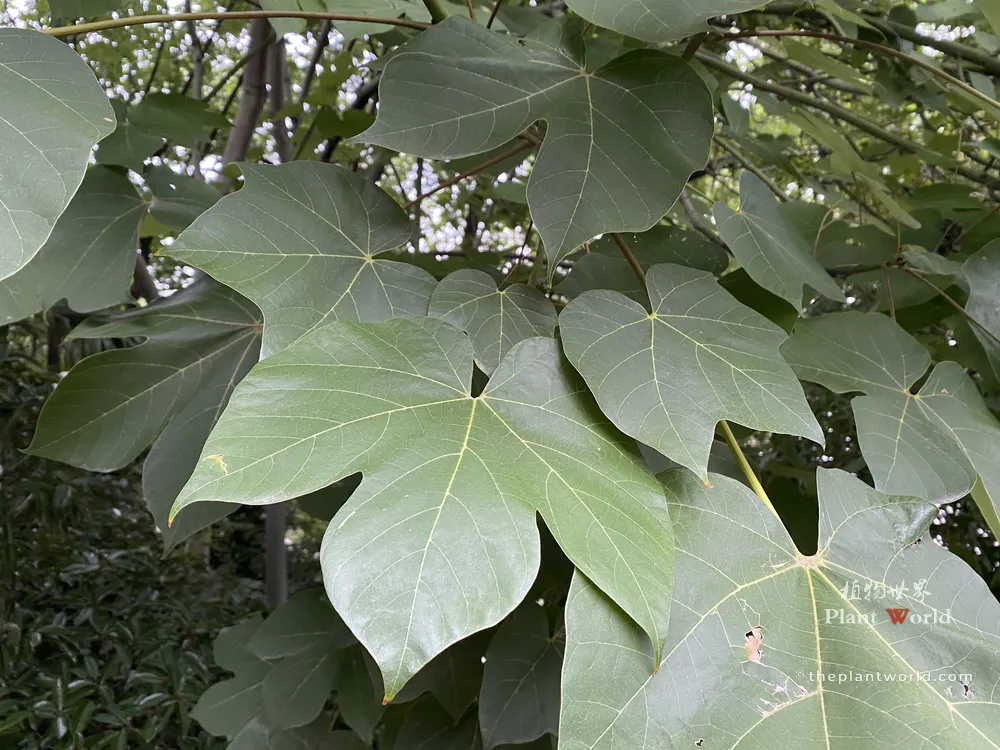 Wide, palmately lobed green leaves of a Chinese Parasol Tree hanging from thin stems in summer.