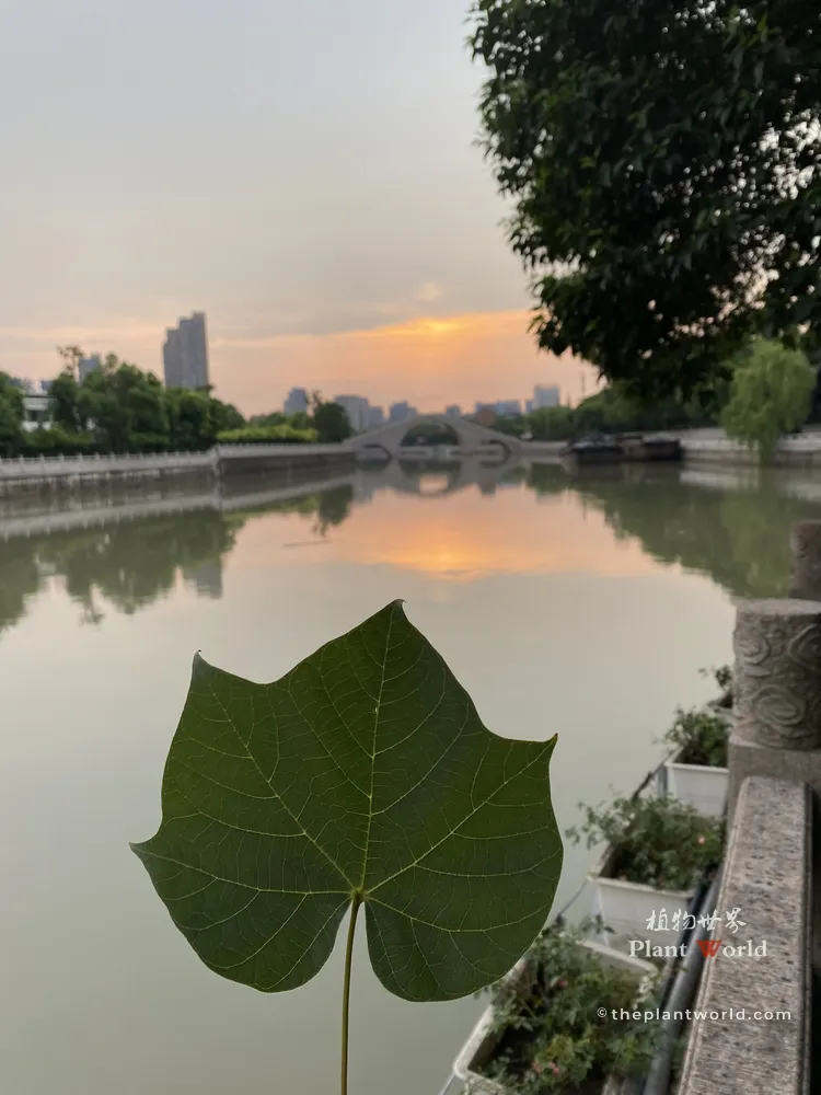 A single palmately lobed leaf of a Chinese Parasol Tree held against a serene river and sunset background in Jiangnan, China.