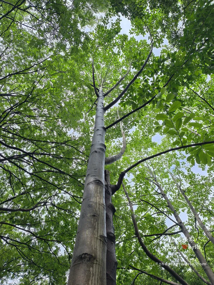Looking up along the straight, unbranched green trunk of a young Chinese Parasol Tree (Firmiana simplex) into its high canopy.