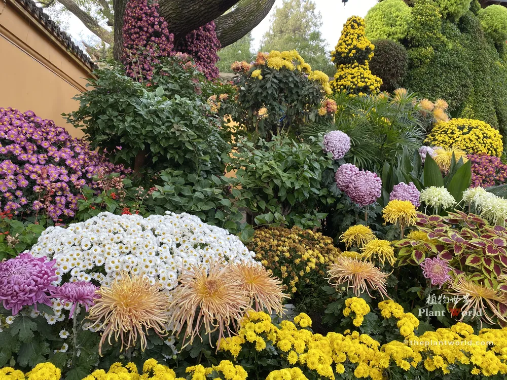 A colorful display of diverse chrysanthemum varieties, including spider chrysanthemums and pompons in yellow, purple, and white at an autumn flower show.