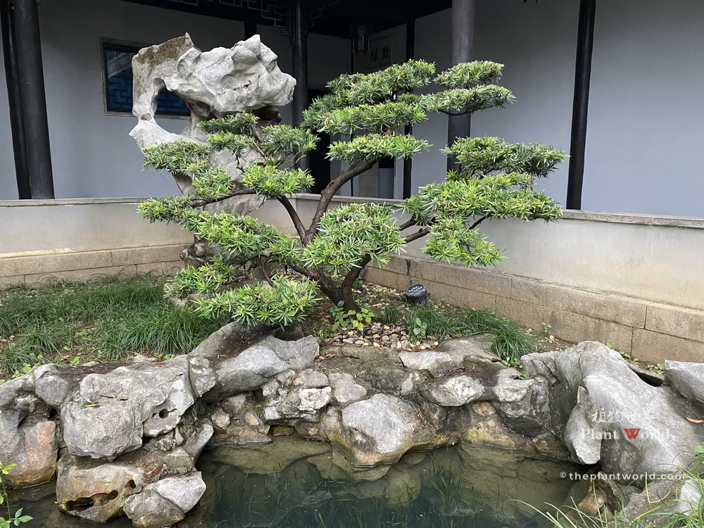 A cloud-pruned Buddhist Pine (Podocarpus macrophyllus) paired with Taihu limestone and a pond in a traditional Zen garden in Suzhou.