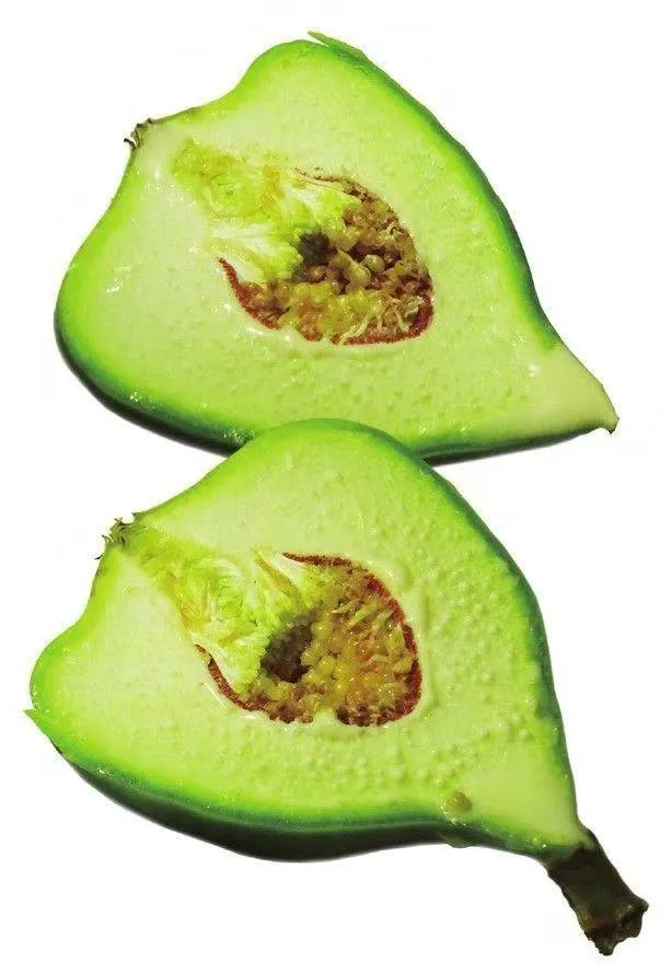 Cross-section of a green male Creeping Fig (Ficus pumila) fruit showing thick fruit walls, short-styled gall flowers, and an inner cavity.