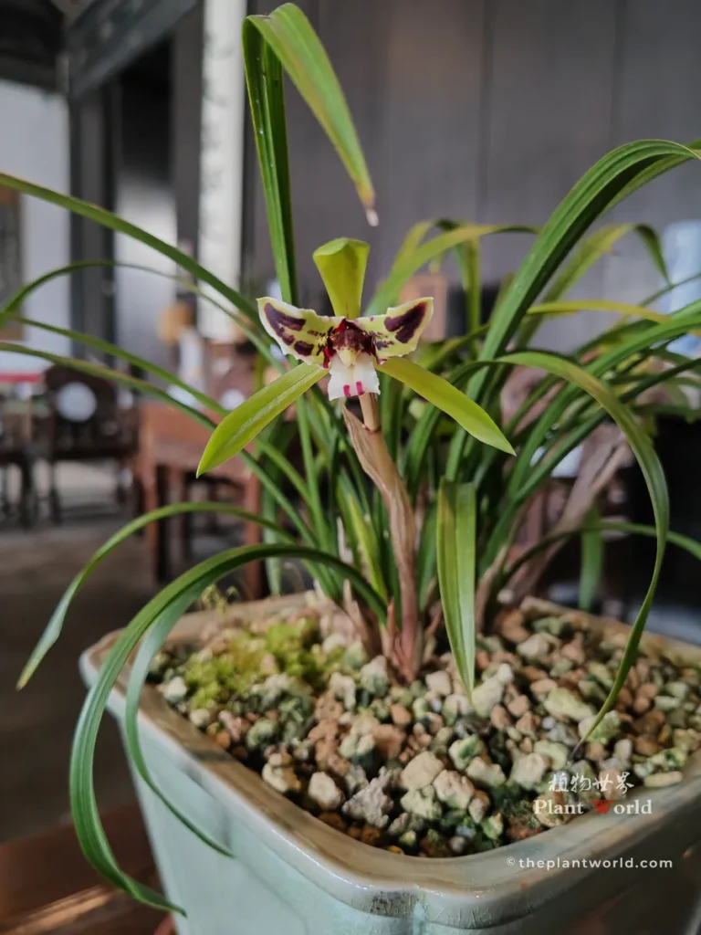 Cymbidium goeringii 'Black Cat', a classic spring orchid sanxingdie (rui die) with dark purple butterfly-shaped petals