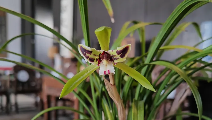 Cymbidium goeringii 'Black Cat', a classic spring orchid sanxingdie (rui die) with dark purple butterfly-shaped petals