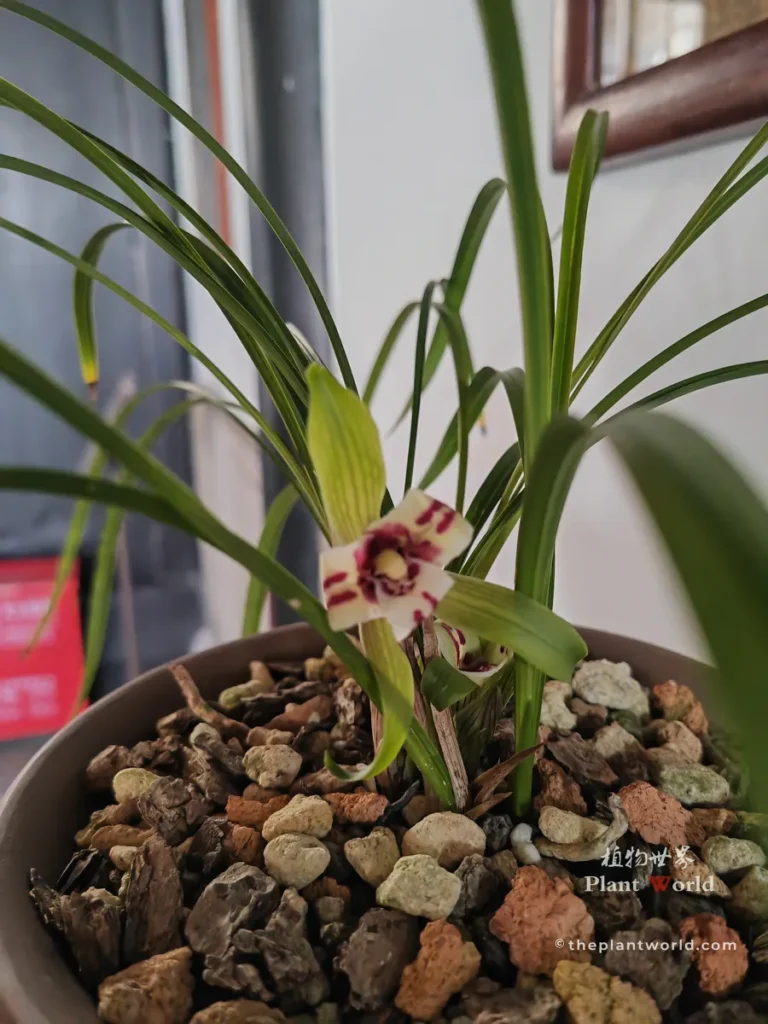 Cymbidium goeringii 'Great Ingot', a classic spring orchid sanxingdie (rui die) with reddish-purple butterfly-shaped petal markings