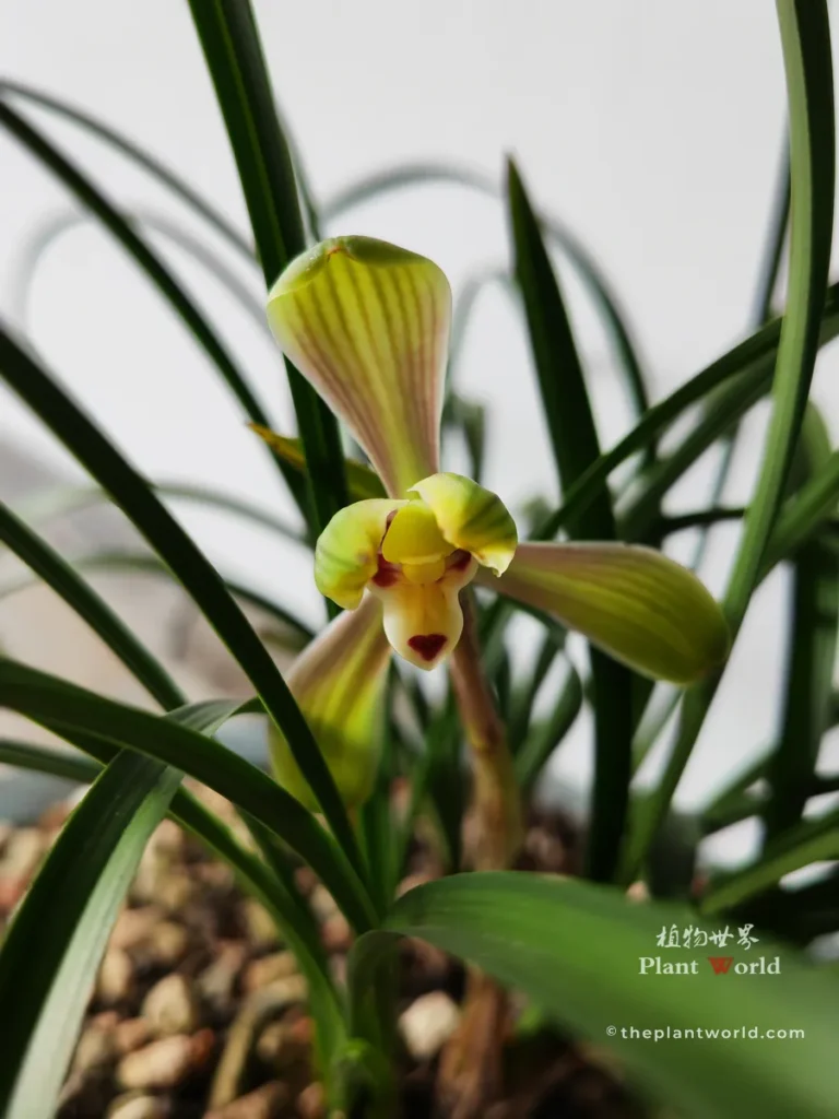 Cymbidium goeringii 'Hai Chen Mei', a classic spring orchid mei-pet cultivar with rounded thick petals and fine reddish veins