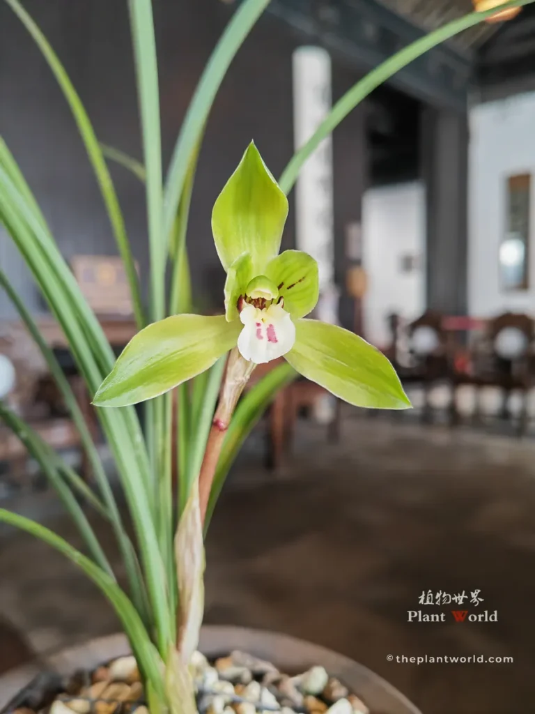 Close-up of Cymbidium goeringii 'Long Zi', classic lotus-narcissus spring orchid with pale green petals and red lip markings